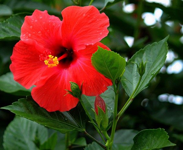 扶桑花,扶桑花图片