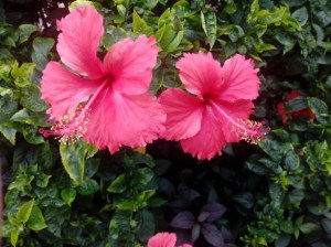 扶桑花,扶桑花图片