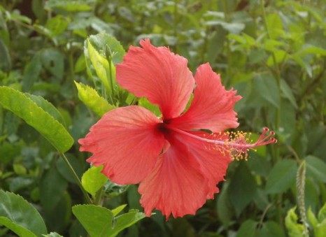 扶桑花,扶桑花图片