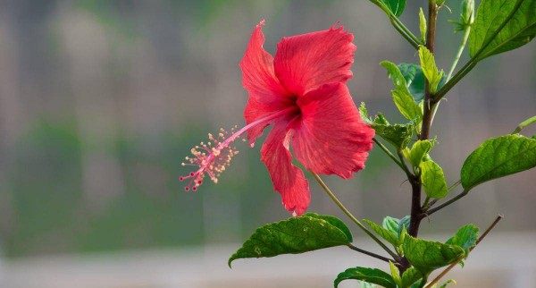 扶桑花,扶桑花图片
