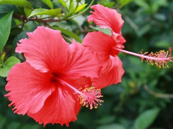 扶桑花,扶桑花图片