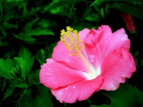 扶桑花,扶桑花图片