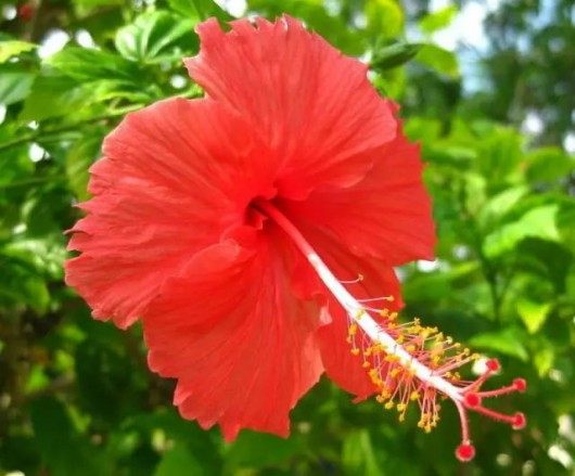 扶桑花,扶桑花图片