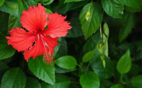 扶桑花,扶桑花图片