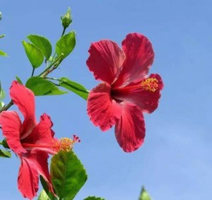 扶桑花,扶桑花图片
