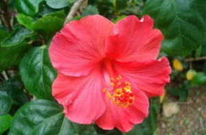 扶桑花,扶桑花图片