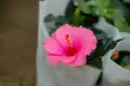 扶桑花图片