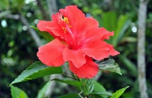 扶桑花,扶桑花图片