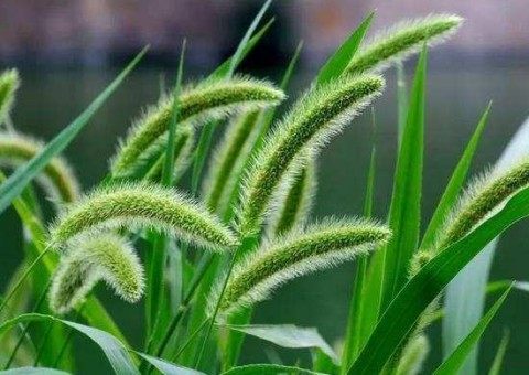 狗尾巴草,狗尾巴草图片