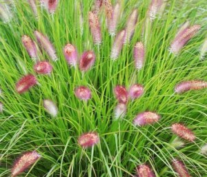 狗尾巴草,狗尾巴草图片