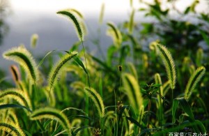 狗尾巴草,狗尾巴草图片