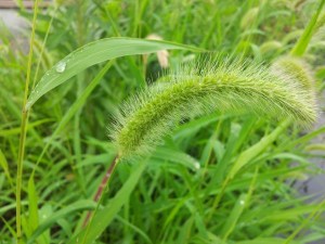 狗尾巴草,狗尾巴草图片