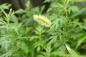 狗尾巴草,狗尾巴草图片