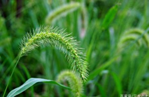 狗尾巴草,狗尾巴草图片