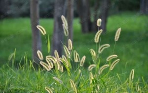 狗尾巴草,狗尾巴草图片