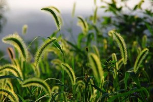 狗尾巴草,狗尾巴草图片