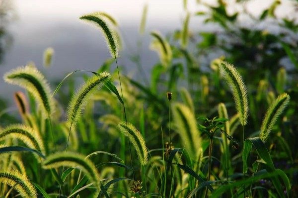 狗尾巴草,狗尾巴草图片