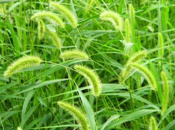 狗尾草,狗尾草图片
