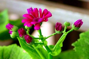 瓜叶菊,瓜叶菊图片