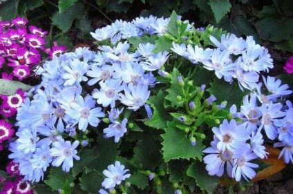 瓜叶菊,瓜叶菊图片