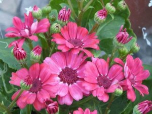 瓜叶菊,瓜叶菊图片