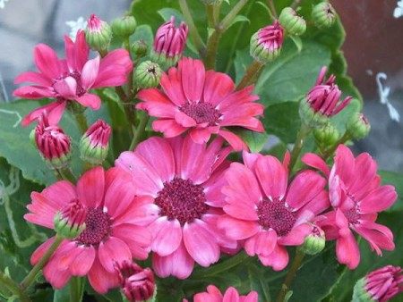 瓜叶菊,瓜叶菊图片