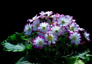 瓜叶菊,瓜叶菊图片