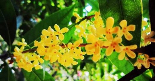 桂花,桂花图片