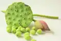 古莲子图片