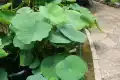 古莲子图片