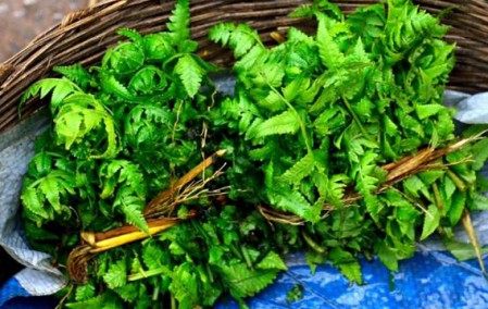 过沟菜蕨,过沟菜蕨图片