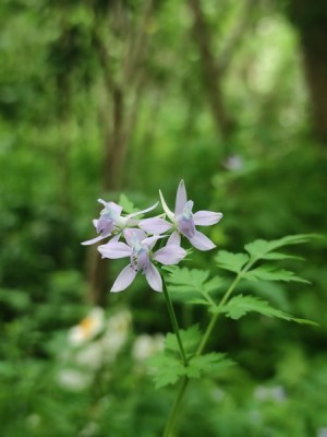 还亮草,还亮草图片