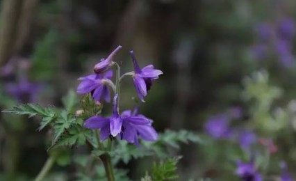 还亮草,还亮草图片