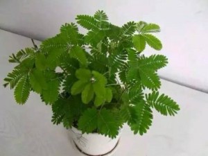 含羞草,含羞草图片