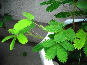 含羞草,含羞草图片