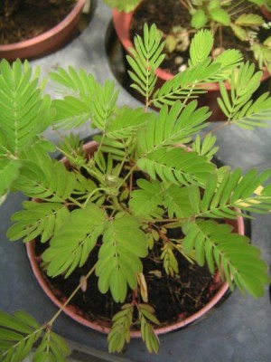含羞草,含羞草图片
