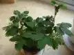 含羞草图片