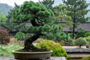 黑松,黑松图片