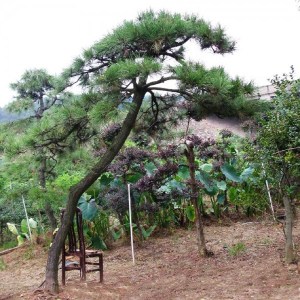 黑松,黑松图片
