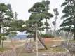 黑松图片