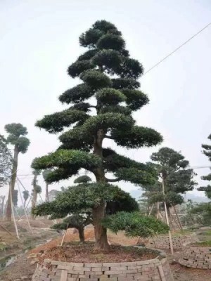 黑松,黑松图片