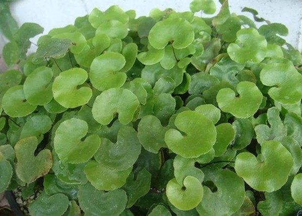 荷叶铁线蕨,荷叶铁线蕨图片
