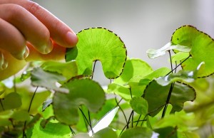 荷叶铁线蕨,荷叶铁线蕨图片