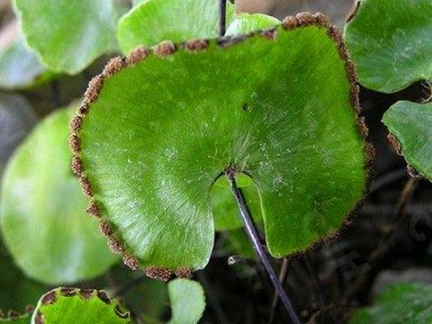 荷叶铁线蕨,荷叶铁线蕨图片