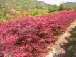 红枫图片