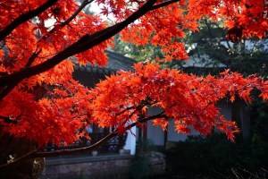 红枫,红枫图片