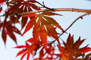 红枫,红枫图片