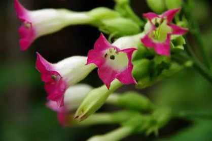 红花烟草,红花烟草图片