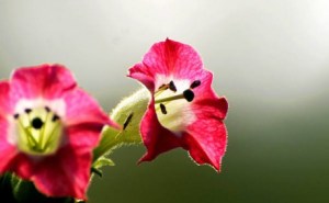 红花烟草,红花烟草图片