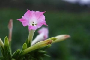 红花烟草,红花烟草图片